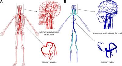 An anatomically detailed arterial-venous network model. Cerebral and coronary circulation